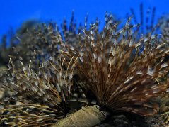 Sabellastarte magnifica