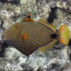 Balistapus undulatus 4