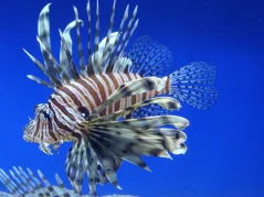Pterois volitans 8-10 cm