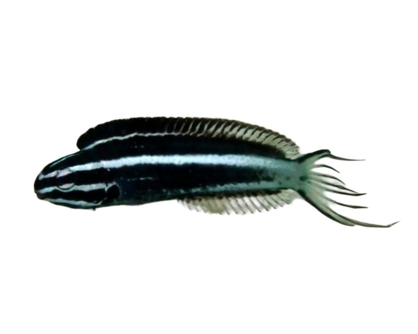 Meiacanthus kamoharai