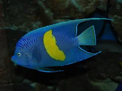 Pomacanthus maculosus
