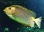 siganus lineatus5