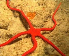 Ophioderma squamosissima
