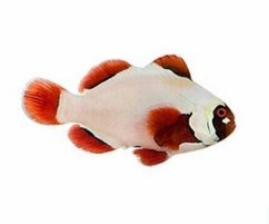 premnas biaculeatus Gold Nuget2