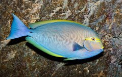 Acanthurus mata