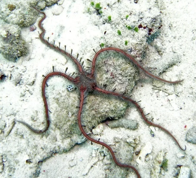 Ophiomastix annulosa