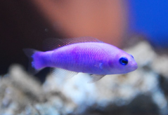 Pictichromis porphyrea