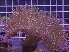 Sarcophyton sp. GREEN SKIN LT