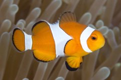 AmphipOcellarMarkRosenstein