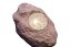 corafix(coralline)