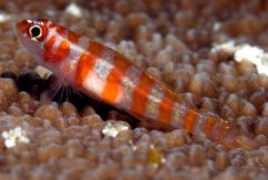 Trimma cana