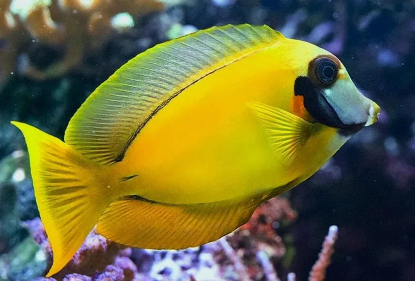 Acanthurus pyroferus