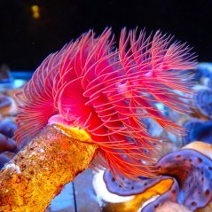 protula bispiralis red