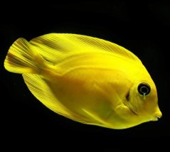 Acanthurus pyroferus