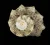 Lunella coronata