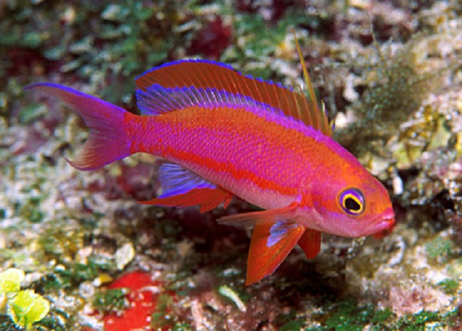 pseudanthias randalli2