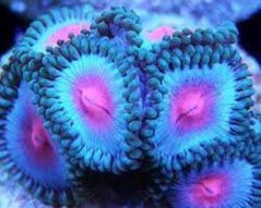 Zoanthus MIAMI VICE