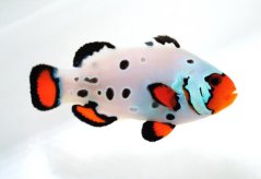Amphiprion ocellaris Frostbite