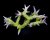 seriatopora hystrix green4