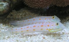 Valenciennea puellaris PÁR