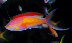 Nemanthias carberryi