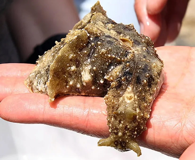 Dolabella auricularis
