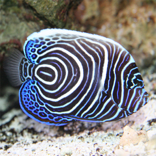 Pomacanthus imperator juv