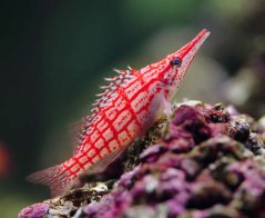 oxycirrhites typus