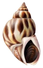 Babylonia formosae