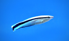 Labroides dimidiatus