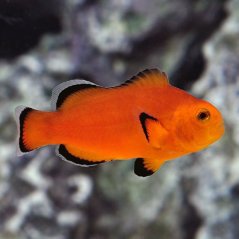Amphiprion ocellaris Naked