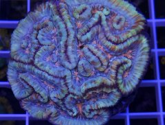 Symhyllia wilsoni PREMIUN MULTICOLOR č.2