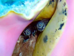 Strombus marginatus