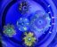 Epicystis crucifer ULTRA (Rock flower anemone)