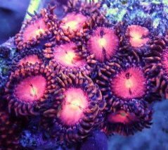 Zoanthus ALIEN EXPLOSION