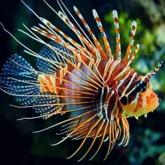 Pterois antennata