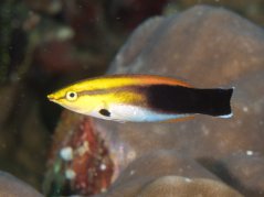 l.pectoralis
