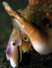 Strombus bulla