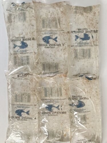 live brine shrimp 5