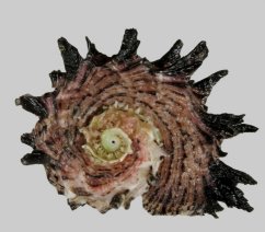 Angaria delphinus