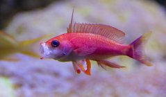 Pseudanthias parvirostris - samec