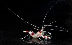 stenopus hispidus2