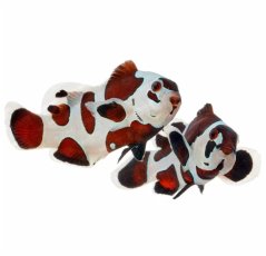 Amphiprion ocellaris MOCHA STORM
