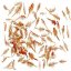 live brine shrimp 1
