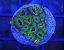 Oulophyllia bennettae PURPLE/GREEN