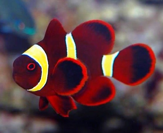 Premnas epigramma I