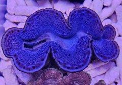 Tridacna maxima ULTRA BLUE č.1