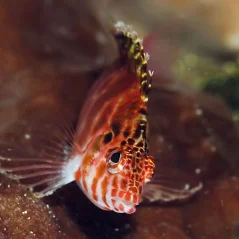 Cirrhitichthys oxycephalus
