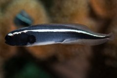 Pholidichthys leucotaenia