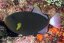 Melichthys vidua3